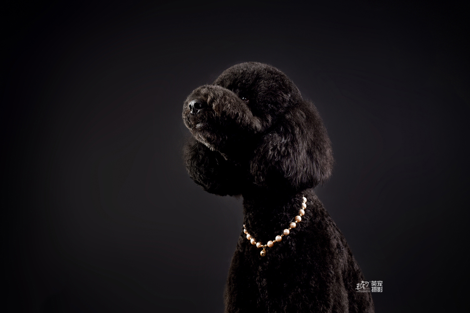 当你拥有了一个巨贵宝宝,你就会变成一个小宝宝