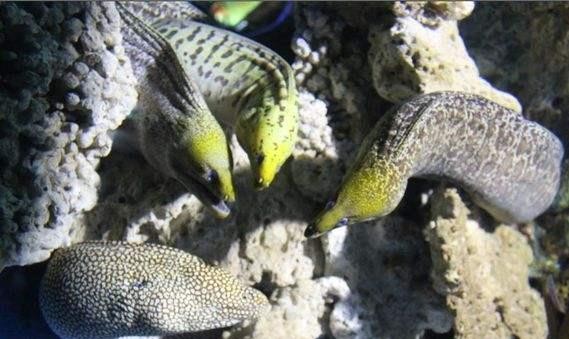 龙鳗只有在饥饿和被激怒时才会主动攻击经常在晚上猎取食物