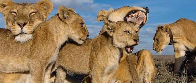 如果称霸非洲大草原的是老虎,鬣狗还敢抢它们的食物吗?