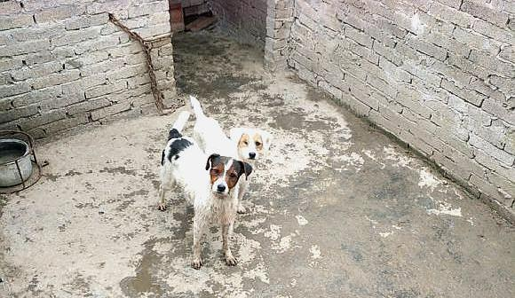 太仓犬生了一窝小狗,它们刚会吃东西就被抱走了,实在可怜|太仓|小狗|小狗们_新浪新闻