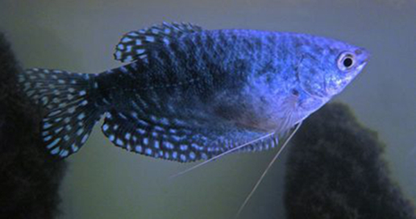 世界上10大最好养的观赏鱼,你都见过哪种?