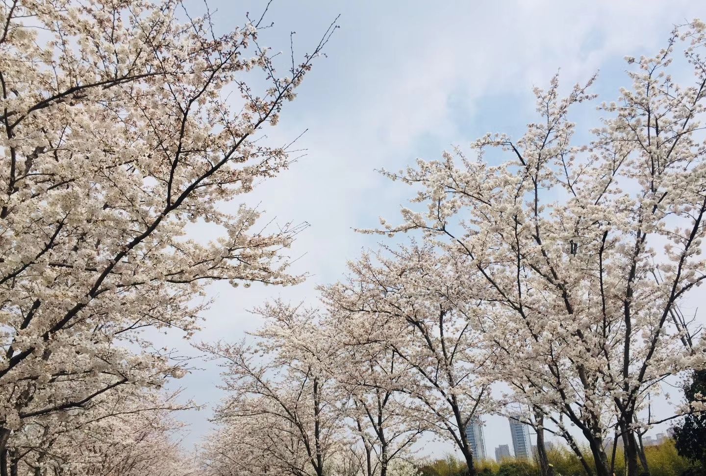 无锡金匮公园的樱花已经开成了你想要的样子,再晚也要去看一眼