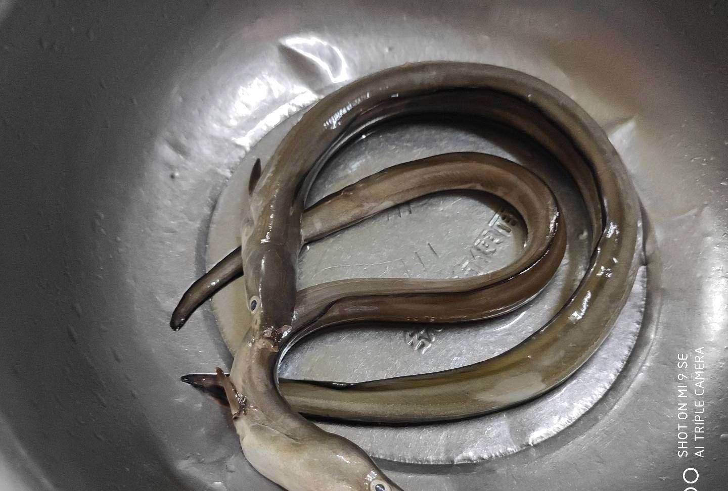 潮汕农村常见的海鲜白鳗鱼,配上潮汕咸菜才是绝配_高清图集_新浪网