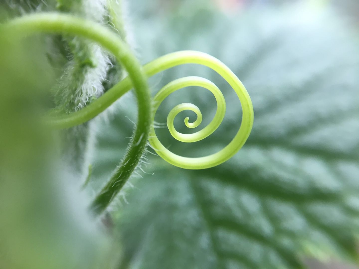 甜瓜须丝瓜须夏天的乐谱26图