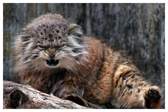 蒙古山猫兔狲,动物园告诫大家不要养,不然只会害了这种猫科动物