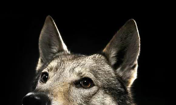 狼的威严,犬的忠诚,帅气无价的捷克狼犬酷毙了