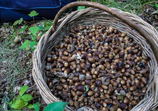 以前是人类的主食,俗称"青冈子",外形似陀螺,如今无人问津