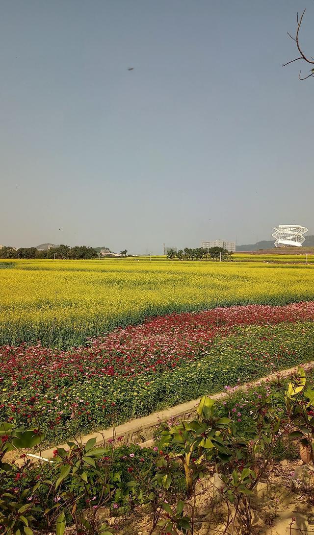 深圳光明小镇欢乐田园,上千亩油菜花田争先盛开,春暖花开