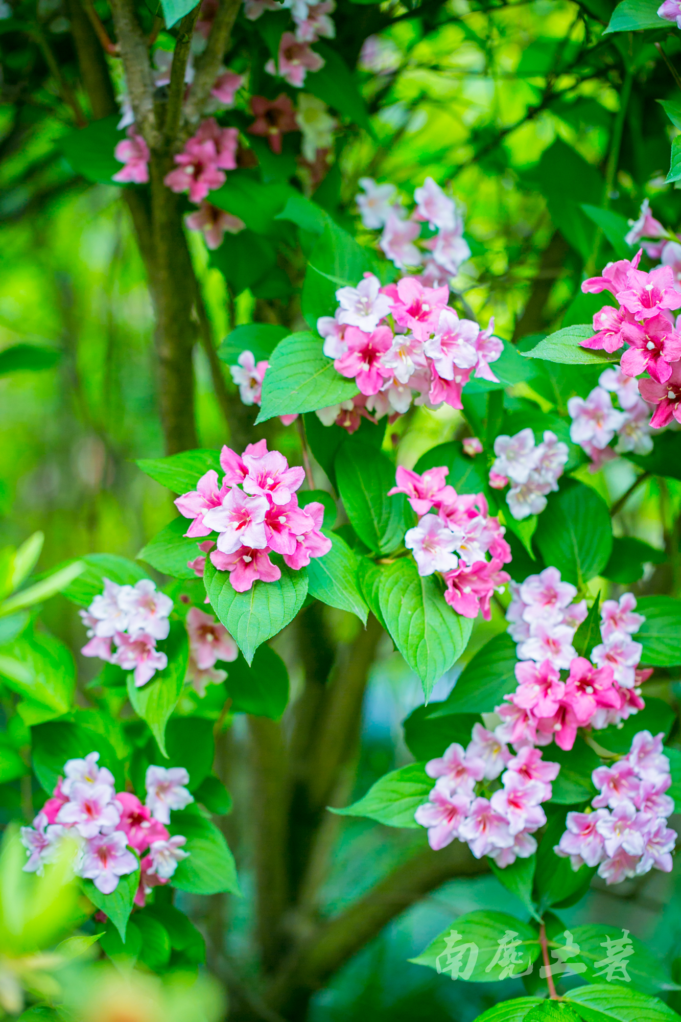 日本锦带花,小巧精致,山腰,灌丛,路旁,悄悄地开