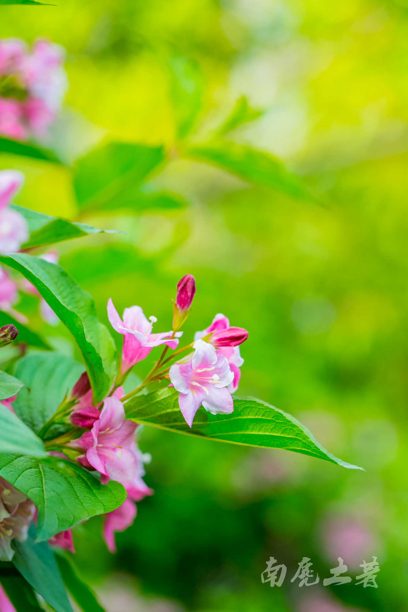 日本锦带花小巧精致山腰灌丛路旁悄悄地开