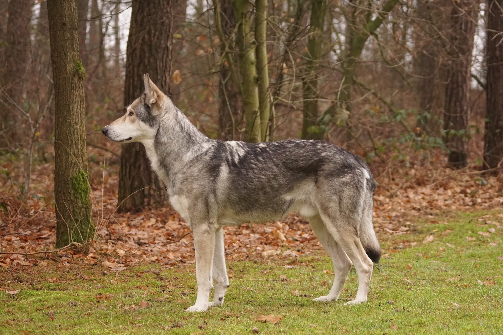 干净的没有一丝瑕疵,狼性指指点点能力出众肉乎乎的猛犬她有一头