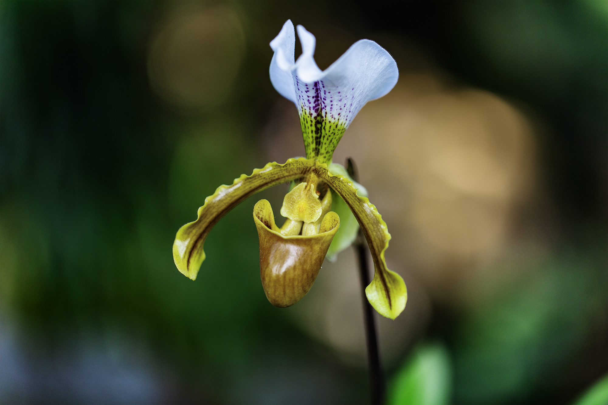 微距摄影:今年在于山拍下的兰花