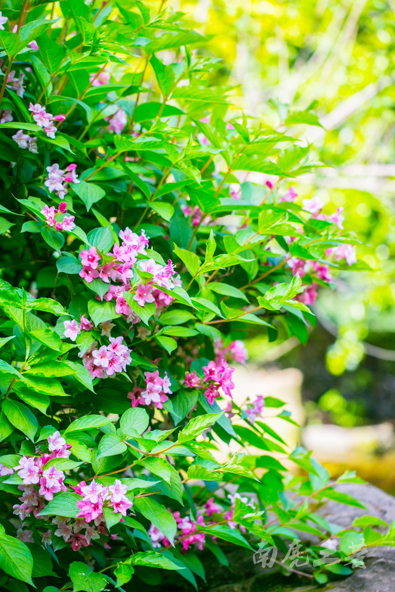日本锦带花,小巧精致,山腰,灌丛,路旁,悄悄地开