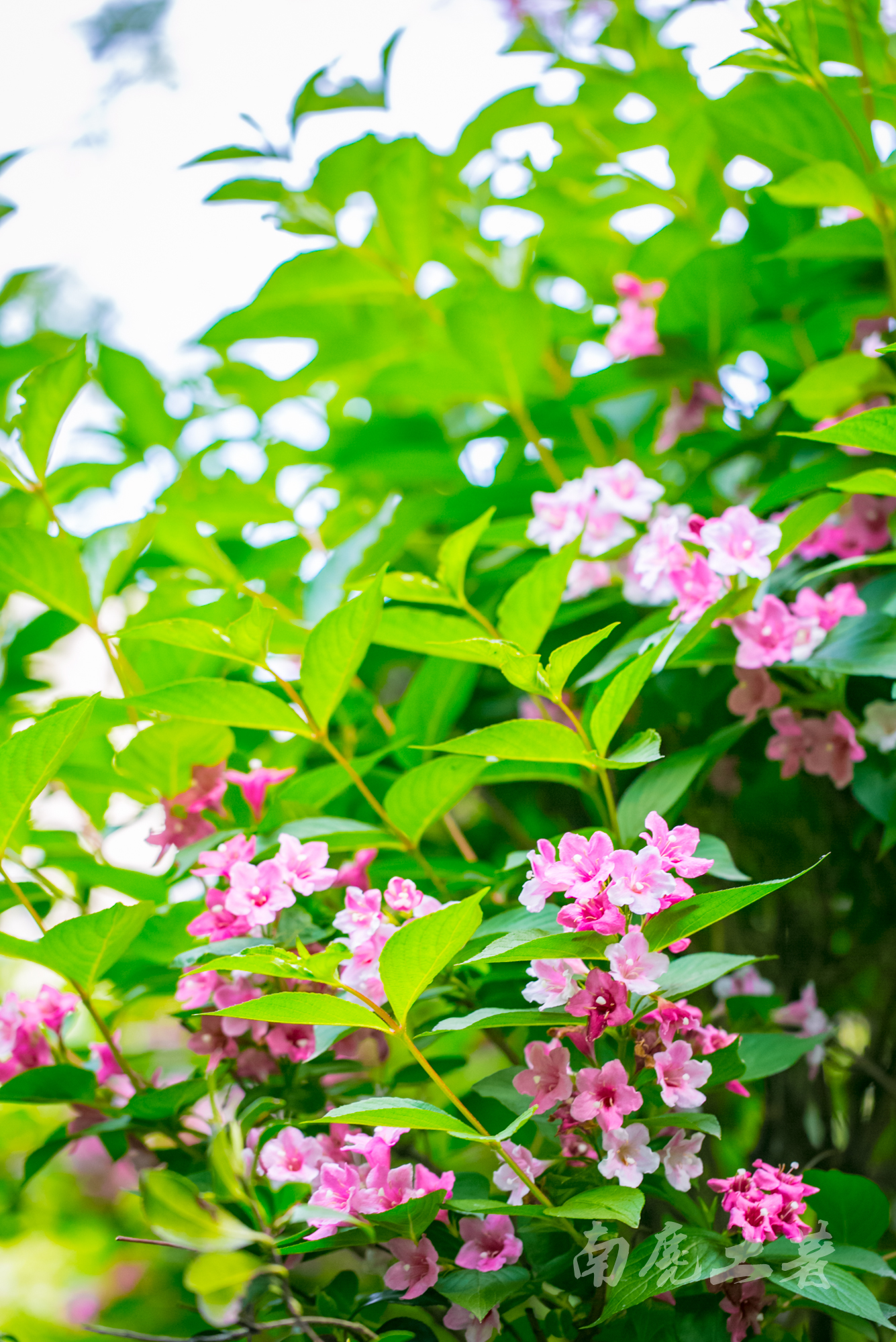 日本锦带花,小巧精致,山腰,灌丛,路旁,悄悄地开