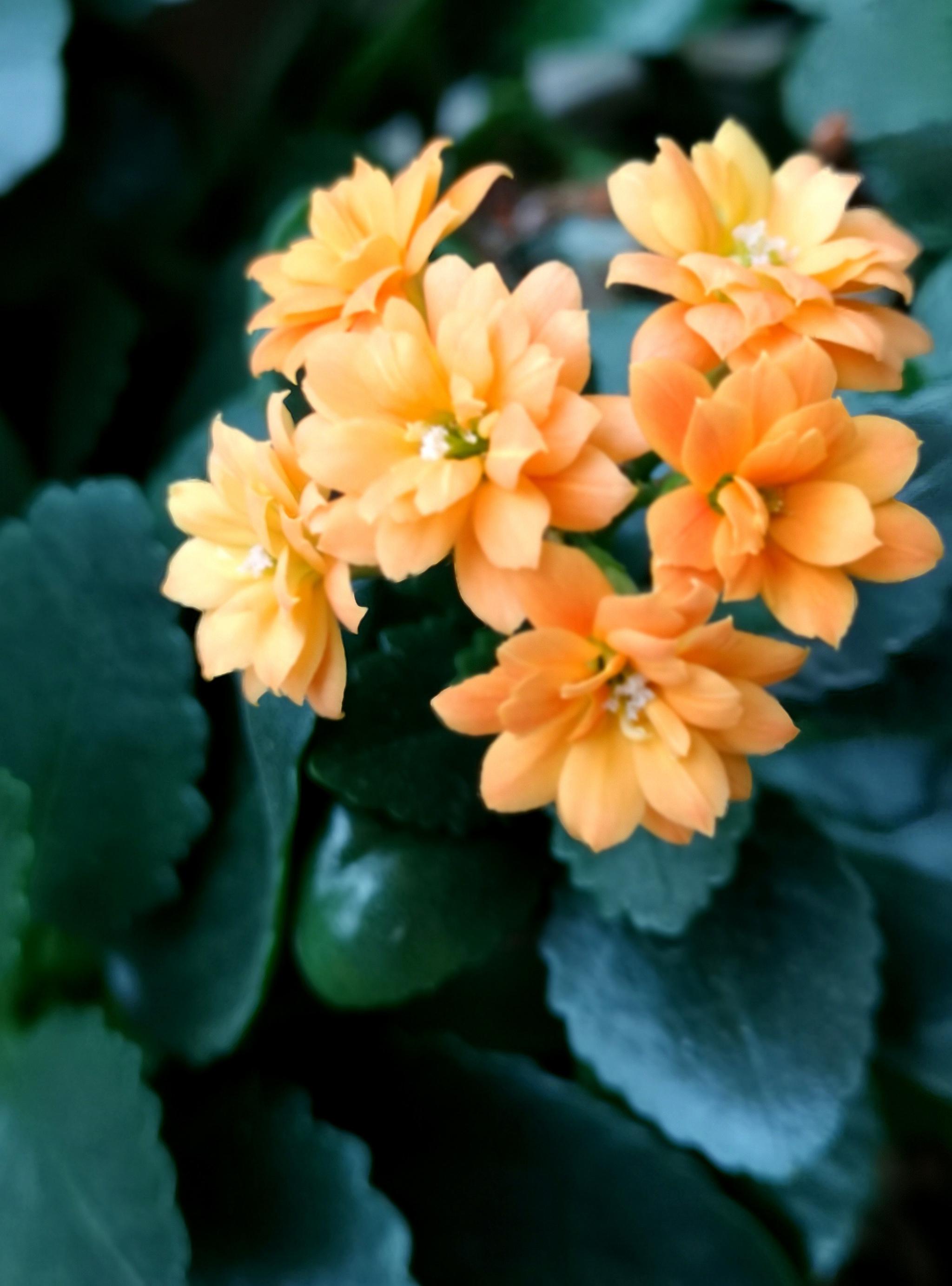 圣诞伽蓝菜很多人不认识,若说就是长寿吉庆的长寿花,你一定笑了