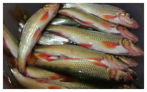 高蛋白,一点也不腥,改善气血,提高智力