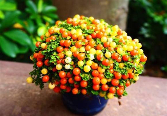 冬季观花观叶不如观果,小巧精致的珍珠橙让人忍不住流口水!