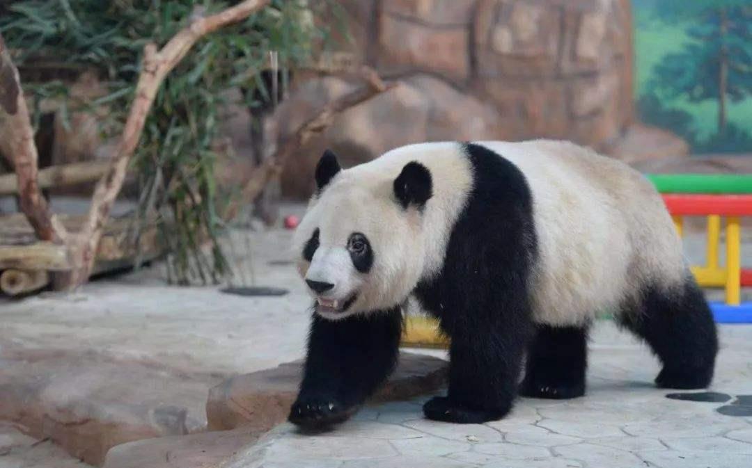 世界上最早的熊猫,生活在800万年前,是如今熊猫的鼻祖!