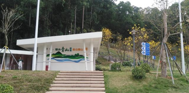 深圳龙岗八仙岭公园现有一片黄花风铃,开得正灿烂