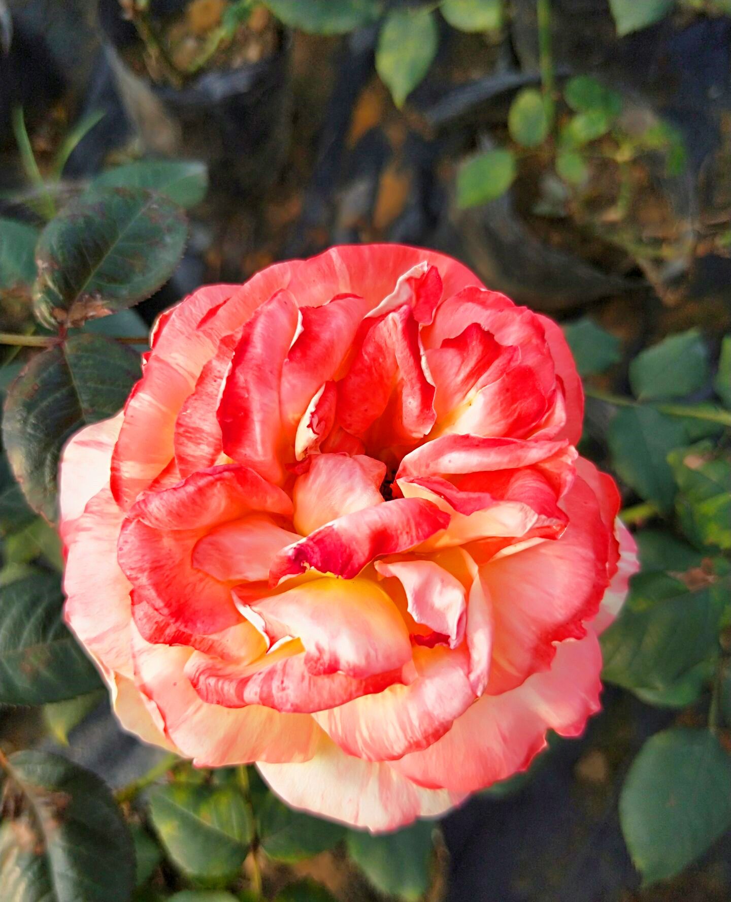 月季"热带晚霞",金色夕阳,美景无限!