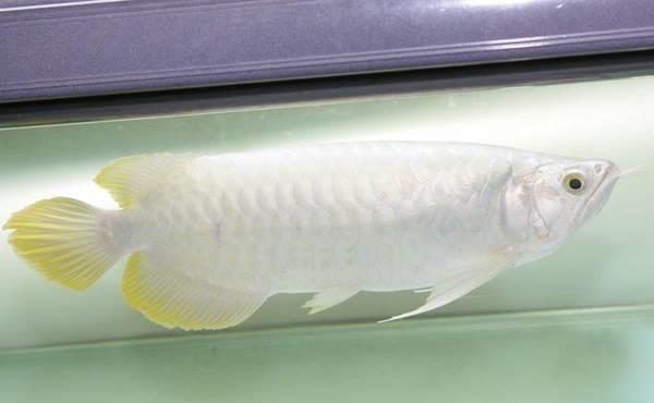 白龙|龙鱼|白金_新浪网