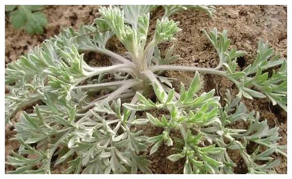 乡下毫不起眼的一种"野草",人见着就摘,它药食兼备很宝贵