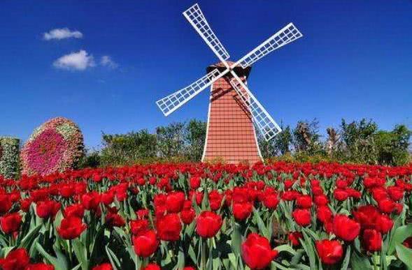 你知道荷兰"四宝"吗?