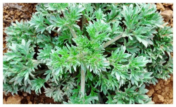 乡下毫不起眼的一种"野草",人见着就摘,它药食兼备很宝贵