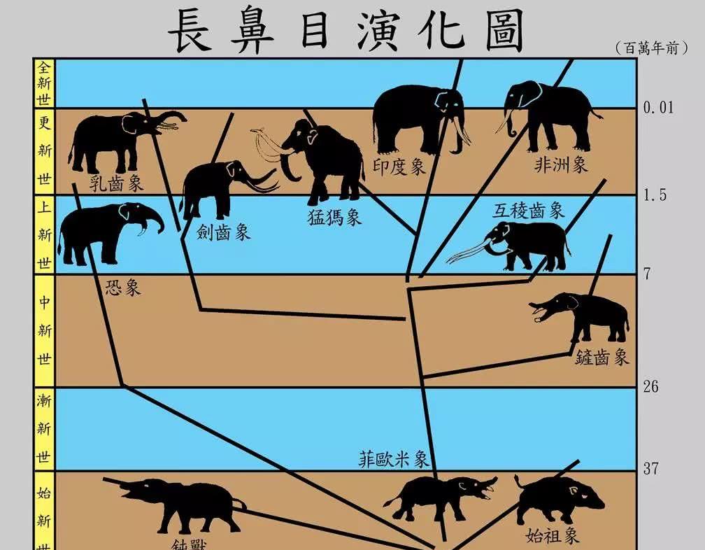 人类|演化|象牙_新浪新闻