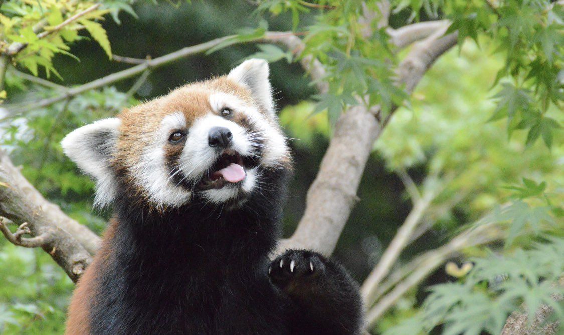小熊猫吐舌头的样子太可爱了是怕热还是硬核卖萌