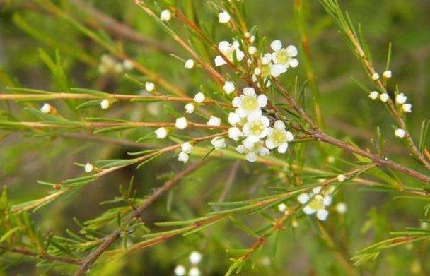 这植物叫“岗松”,以前用来做扫把,扫地很好用,现在越来越少了