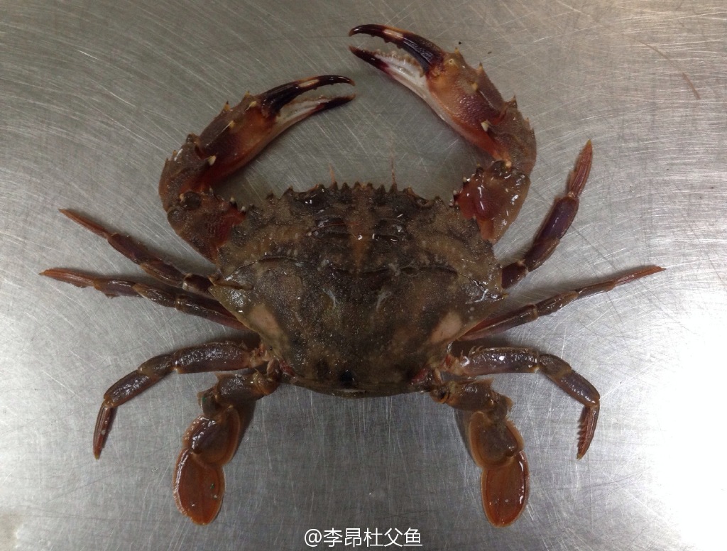 别争了,"石夹红"和"花盖"都是日本蟳|体色|三疣梭子蟹|海蟹_新浪新闻