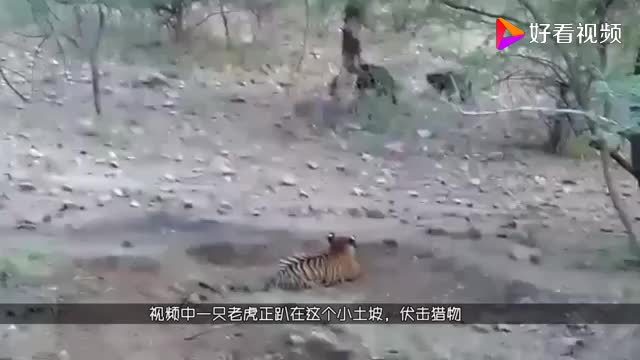 老虎趴在地上伏击猎物以为是羊走进看清后转身就跑