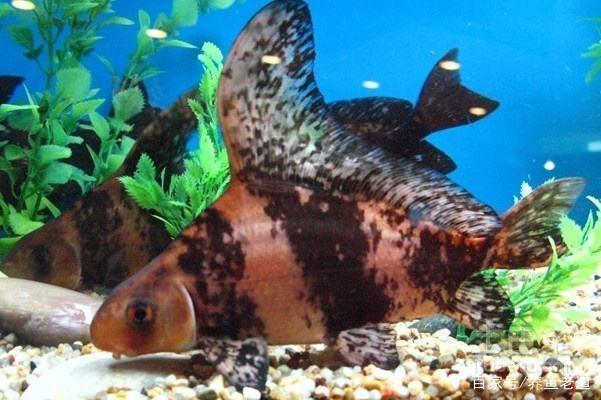 我们国产的这种大号三间鼠鱼,它们有给大型鱼清理鱼缸的作用吗