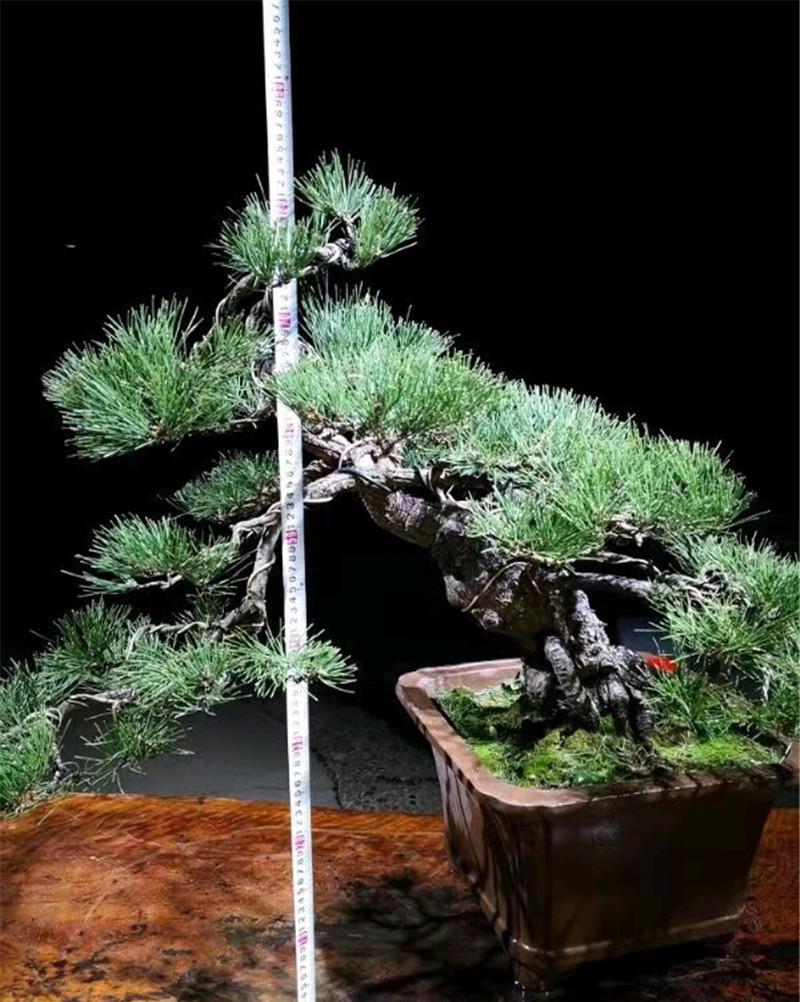 给马尾松打顶,越剪越长得好,侧芽蹭蹭长,长得枝繁叶茂!