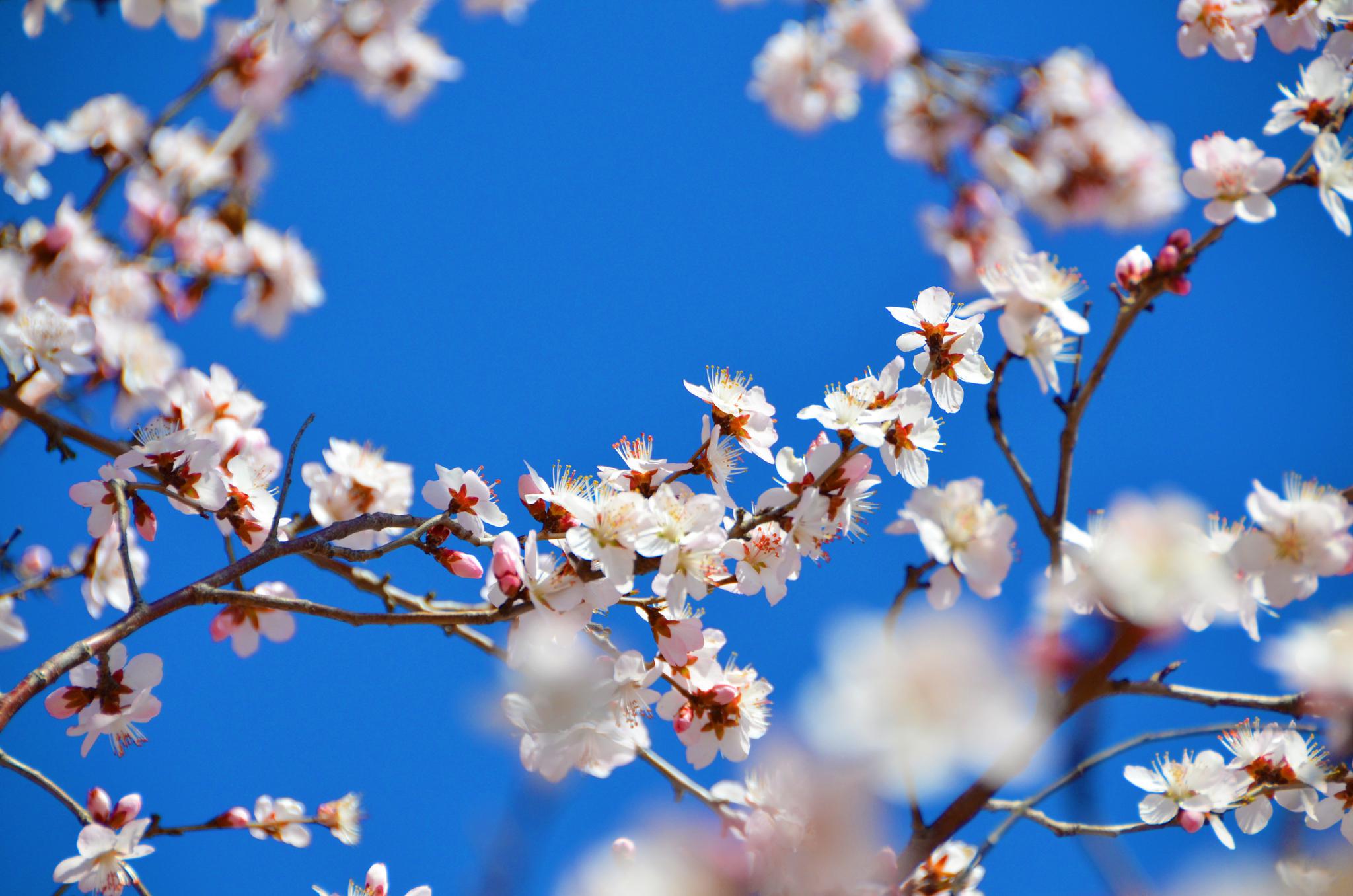 春天粉白色的京桃花,原创拍摄_高清图集_新浪网