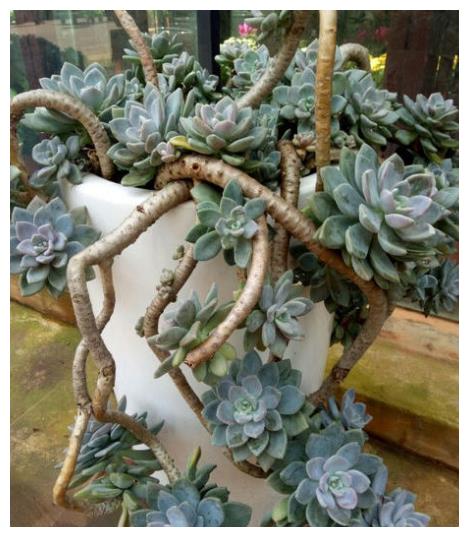 一,生活习性首先是水分,冬美人不喜欢过于潮湿,土壤