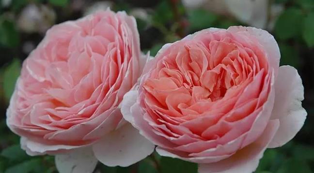 喜欢月季,一定养盆亚伯拉罕达比,花型好看迷人,花香浓郁,美