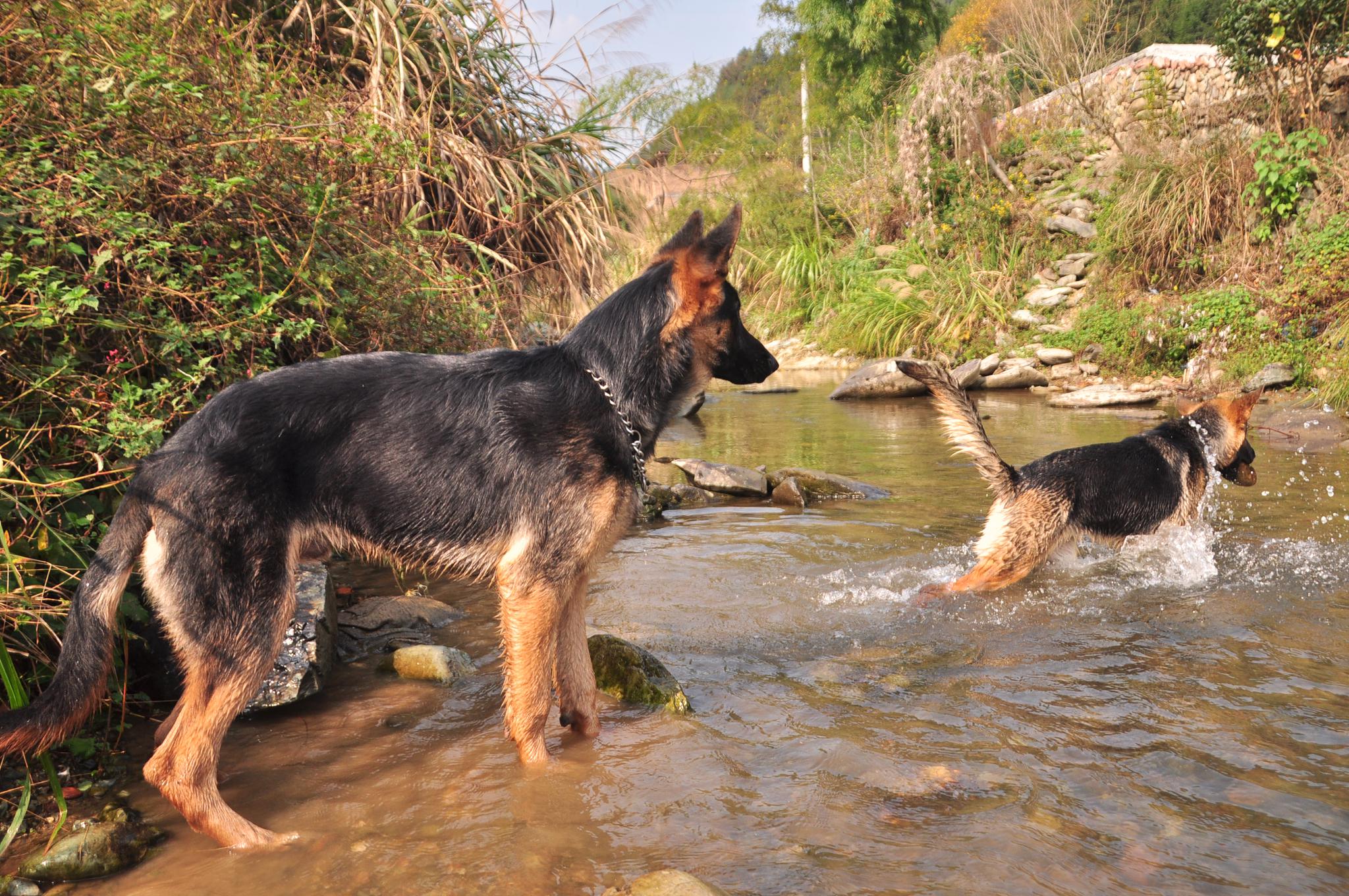 德牧和昆明犬下的崽就是不一样 活泼兴奋度高会捡东西能听懂口令 高清图集 新浪网