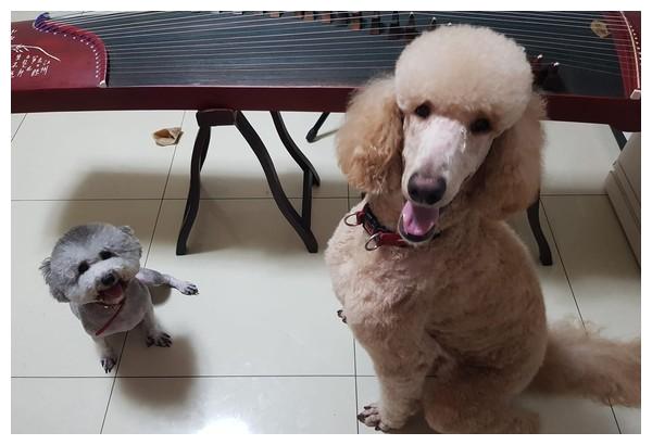 贵宾犬被主人送去剪毛,回来就变成了大嘴鸟,你确定没抱错?