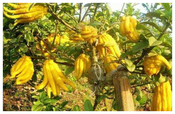 佛手柑的食用方法1,佛手柑姜汤佛手柑可以和生姜放在一起做汤喝,在