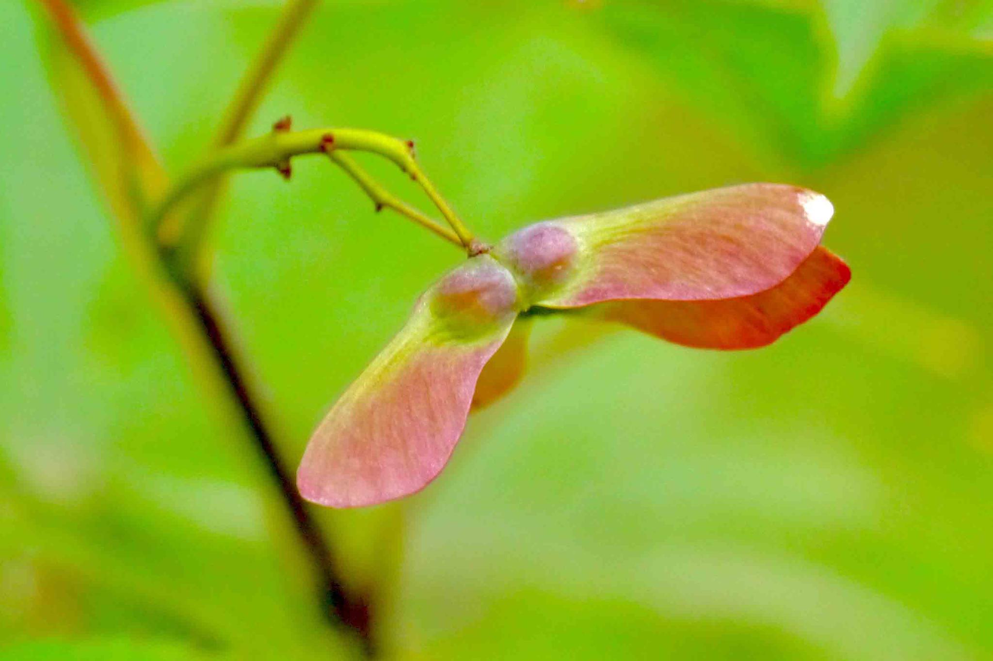 秋叶渐红鸡爪槭