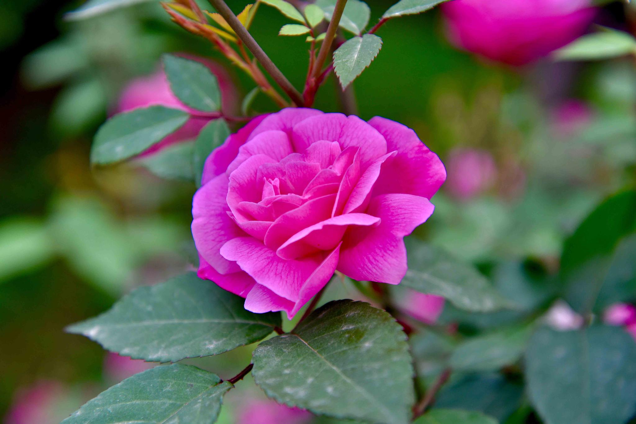 中国玫瑰月季湖北工业大学