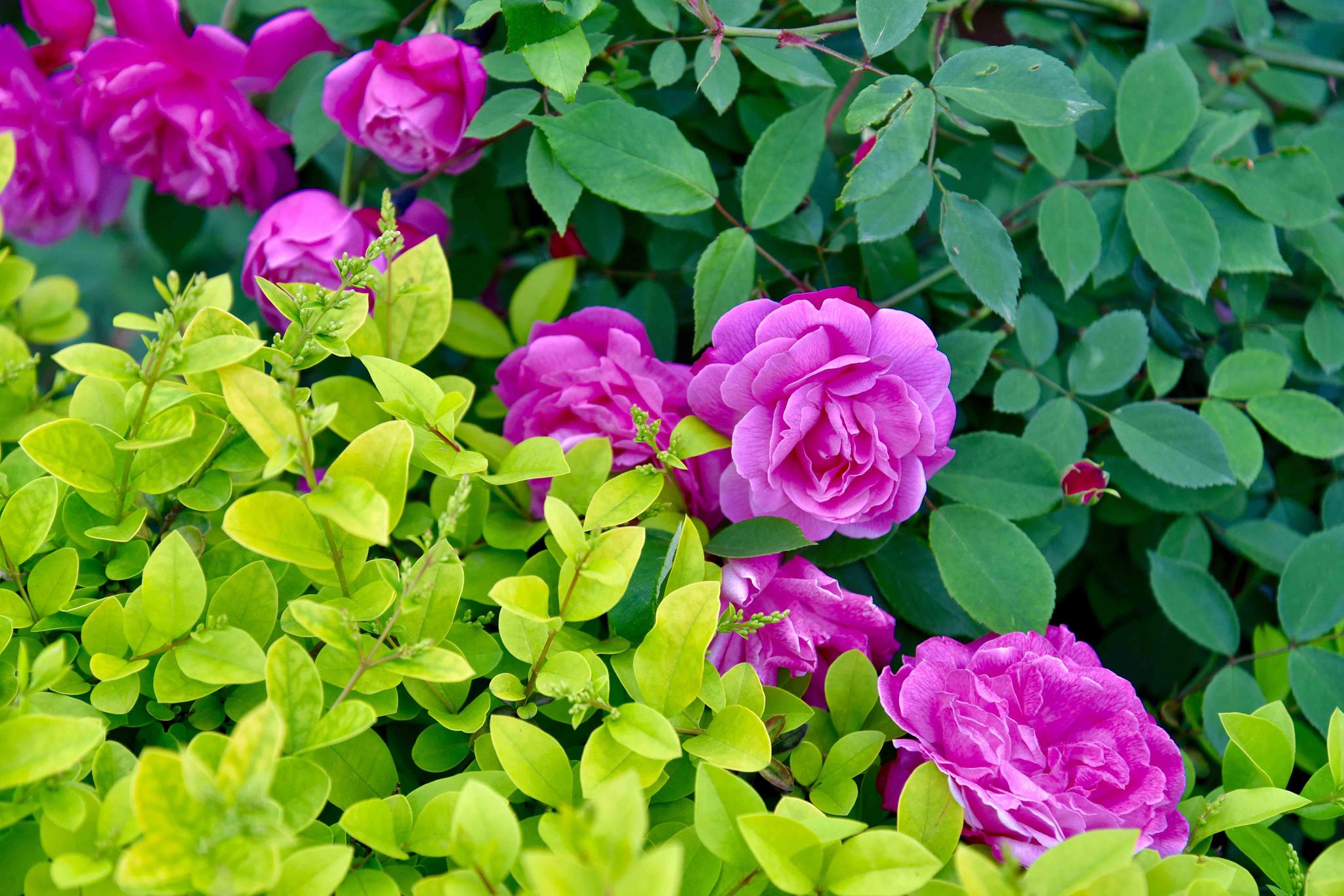 中国玫瑰月季湖北工业大学