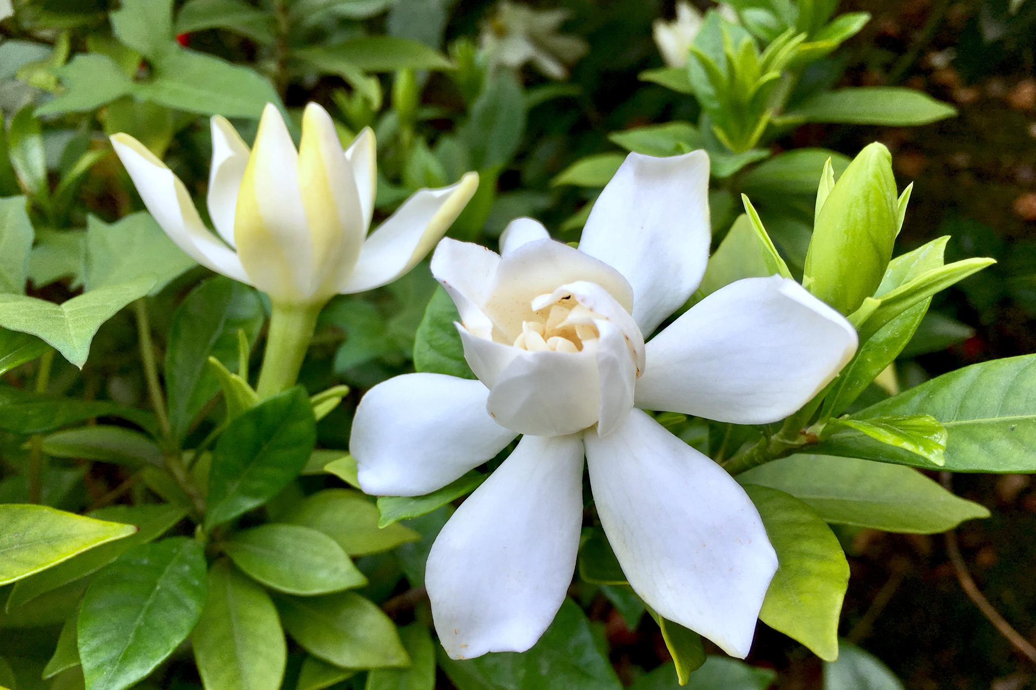新浪看点##保罗带你看植物#好香,小叶栀子. 来自爱摄影的保罗 - 微博