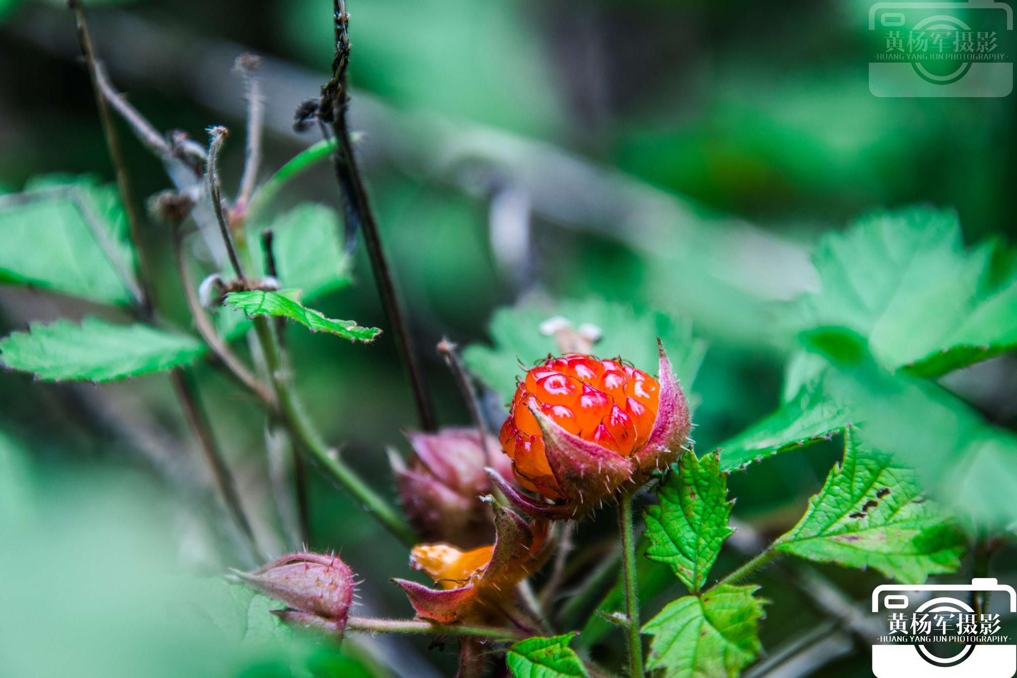 茅莓熟了这种野果子是每一个农村孩子都难忘的美味
