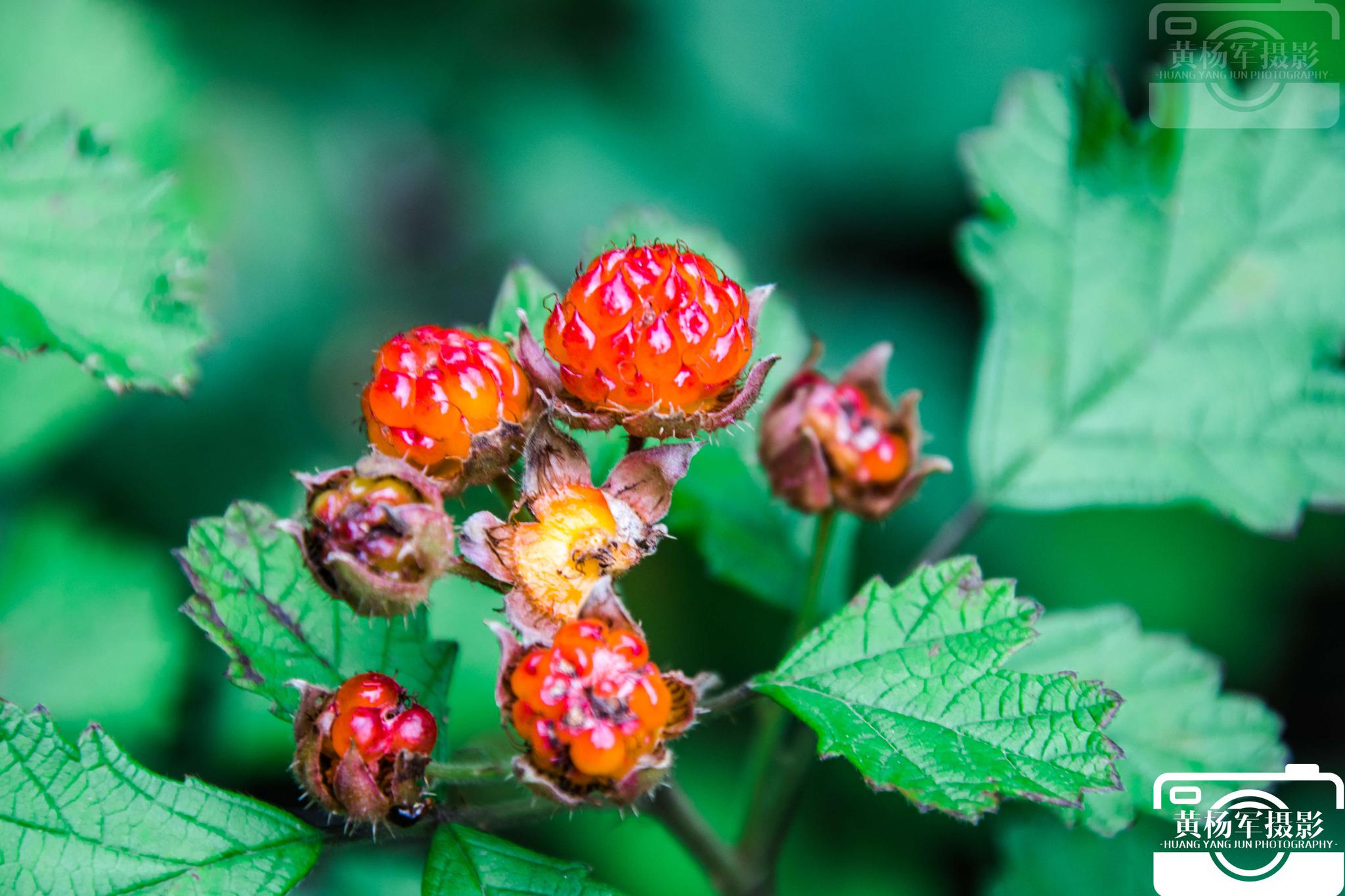茅莓熟了这种野果子是每一个农村孩子都难忘的美味