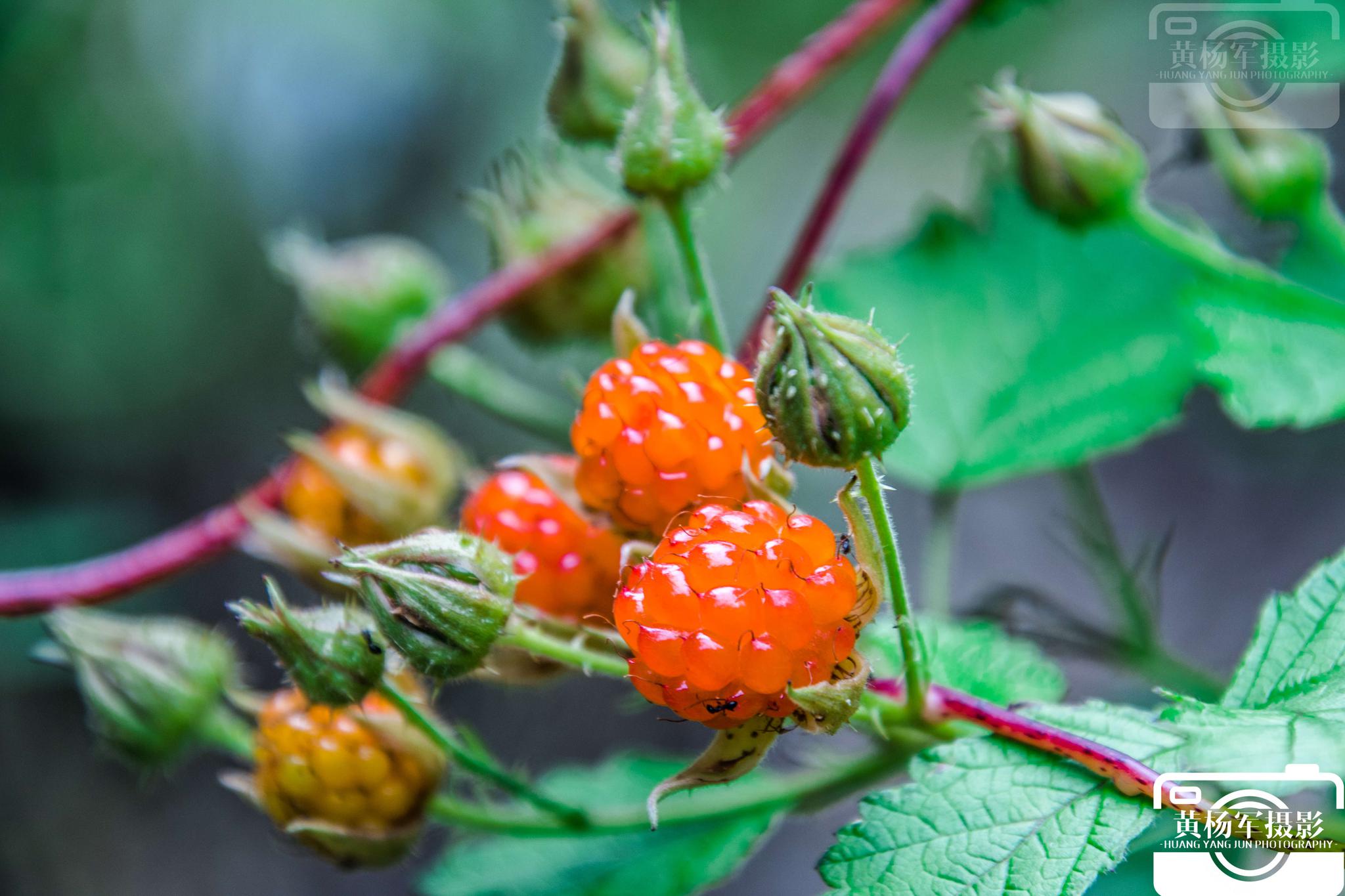 5/ 6一棵茅莓能结出很多茅莓果子,开的茅莓花也是格外的娇艳美丽,茅莓