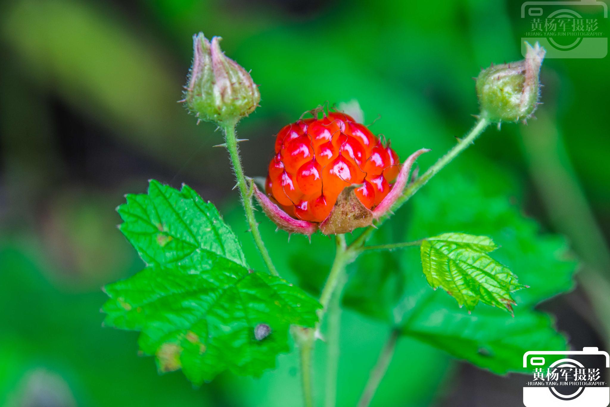 刺儿也是会扎人的,茅莓果在五月熟了这是每一个农村孩子最美好的回忆