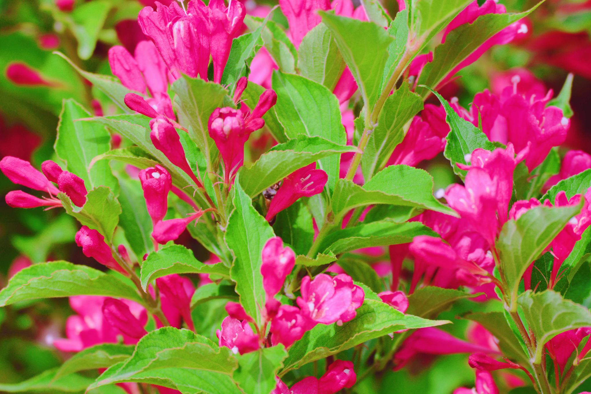 红色锦带花原创摄影